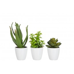 Mini Pflanzenset 3er Set mit weißen Blumentopf Fettpflanze/AloeVera/Lotos grün (12