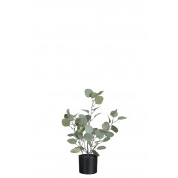 Schöne Eukalyptuspflanze mit Übertopf grün/schwarz S (27x22x43cm)