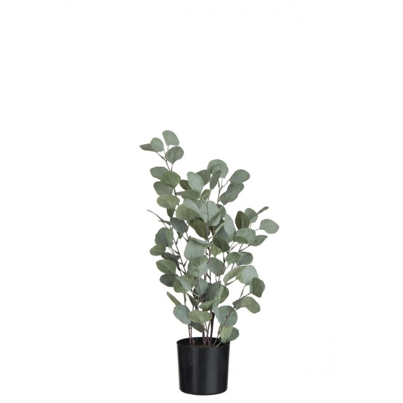 Schöne Eukalyptuspflanze mit Übertopf grün/schwarz L (15x15x60cm)